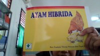 Ayam Hibrida